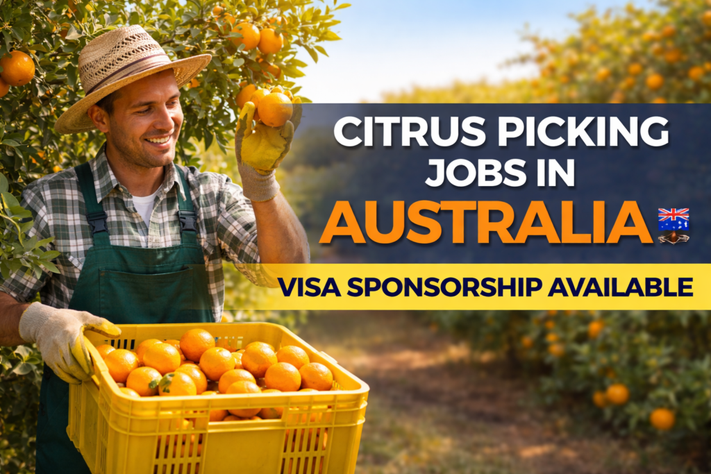 Citrus Picking Jobs in Australia with Visa Sponsorship